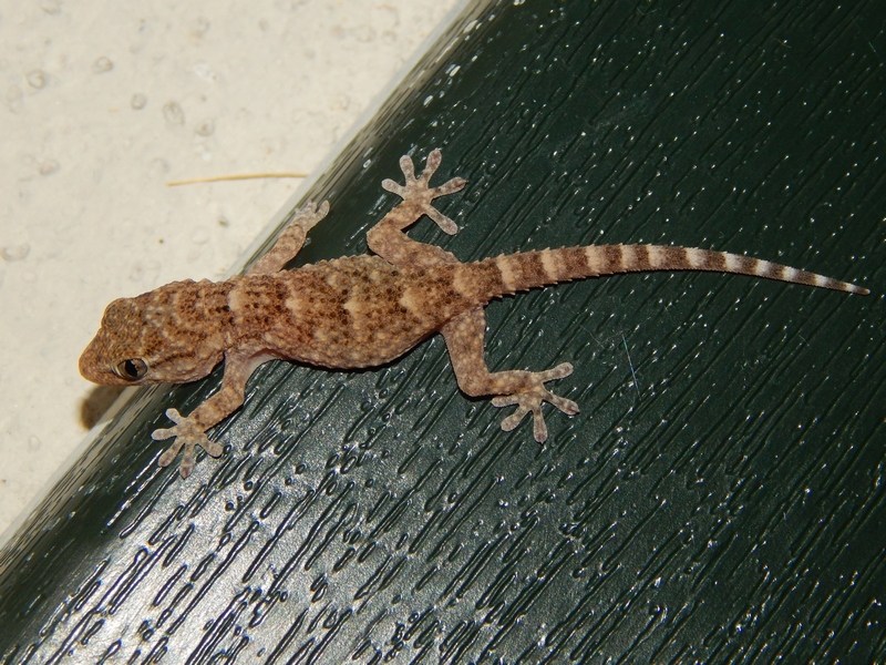 giovane di Geco comune (Tarentola mauritanica)